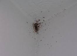 What is the scientific name? What Insects Resemble Bed Bugs Bed Bug Facts Orkin