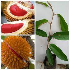 Các múi khô ráo, không có vị béo như các giống khác mà có vị ngọt vừa phải. Giá»'ng Cay Sáº§u Rieng Ruá»™t Ä'á»