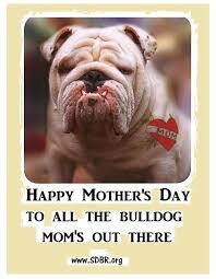 Happy Mother S Day To All The Bully Mums Out There 3 Www Sdbr Org Animal Love Pinterest Animal