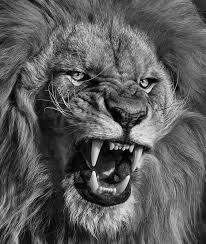 Black And White Lion Picture Lion Black And White Leoes Selvagens Animais Fotos De Leao