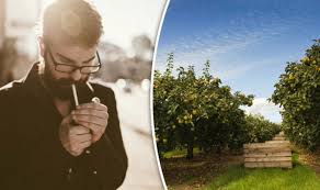 How can i clean my lungs? Lung Damage By Smoking Could Be Repaired By Eating These Fruits Express Co Uk