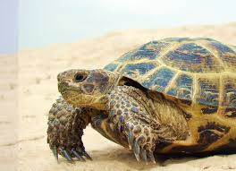 Horsfields Tortoise Care Sheet Reptile Centre
