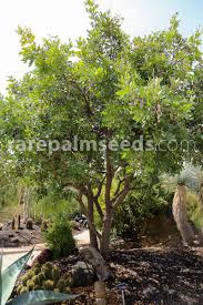 Image result for Indigofera secundiflora