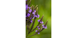 Due to time and space, i'm not able to give great descriptions of the rest, but thought it would be helpful to provide a list of other native flowers. A Critical Part Of The Ecosystem Morning Ag Clips