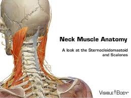 Below are two human body muscle diagrams, showing the front and back of the body. Neck Muscles