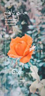 صباح الخير good morning rose flowers plants