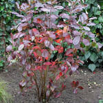 L'aronia arbutifolia brilliant (aronie à feuilles d'arbousier brilliant) vous séduira, avec son feuillage brillant vert foncé au revers gris feutré, devenant rouge feu en automne. Aronie A Feuilles D Arbousier Aronie Rouge Aronia Arbutifolia Brilliant