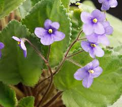 Fiore blu violetto in 5 lettere. Violetta Violetta Africana Saintpaulia Gesneriaceae Coltivazione Delle Piante Di Violetta Africana Www Elicriso It