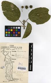 Image result for Lindackeria