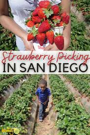 Check spelling or type a new query. Strawberry Picking In San Diego Carlsbad U Pick Strawberry Fields