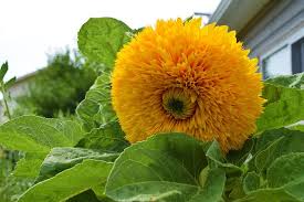 Orange flowers will be sure to bring a charismatic atmosphere to your diy wedding. 17 Stunning Types Of Sunflowers Facts Care Guide With Photos Trees Com