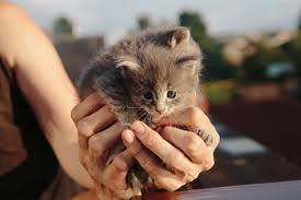 You can buy 1 additional small bottle (119 grams) or the packets. Best Probiotics For Cats Top 10 Best Cat Probiotics Reviews 2021