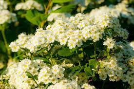 Spirea, (genus spiraea), genus of nearly 100 species of flowering shrubs in the rose family native to the north temperate zone, many spirea species are commonly cultivated for their pleasing growth. Spirea Plants Different Types How To Grow And Care Florgeous