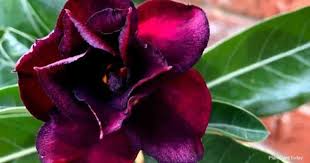 Order poison roses directly from grower! Black Desert Rose Care Growing The Black Adenium