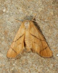 Image result for Apoda limacodes
