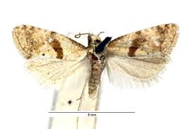 Image result for Cochylidia implicitana