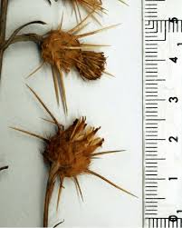 Image result for Camptorrhiza strumosa