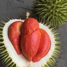 Bagikan informasi tentang 7 jenis buah durian unggulan paling populer dan cocok untuk ditanam di. 10 Jenis Durian Paling Populer Ini Wajib Masuk List Kulineranmu