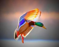 Pin By Ilze Blom On Feathers Bird Hunting Waterfowl Hunting Pet Birds