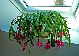 So how do you strike the perfect balance? Living The Life In Saint Aignan Christmas Cactus