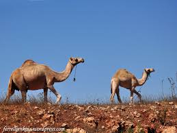 No one lights a lamp and puts it in a place where it will be hidden, or under a bowl. Jesus Used The Camel In His Illustrations Ferrell S Travel Blog