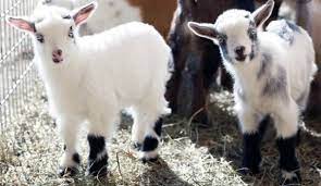 Goats For Sale - 50 Whitehouse Cute Wild Animals Goats Nigerian Dwarf Goats