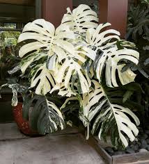 Everyone S Favorite Houseplant Monstera Deliciosa Variegated Plants Monstera Deliciosa Plants