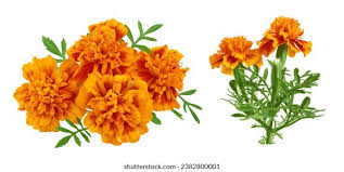 Image result for Tagetes erecta