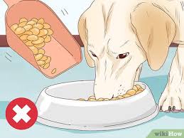 Palpation if you know the date your dog was bred, your veterinarian can perform abdominal palpation starting at. 4 Ways To Tell If A Dog Is Pregnant Wikihow