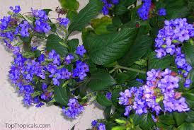 Image result for Eranthemum pulchellum