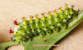 Saturniidae World Homepage Fur Den Saturniidenfreund Schmetterling