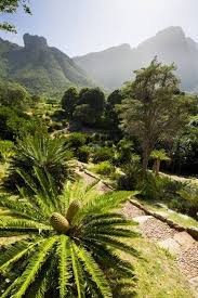 Fackellilien Und Fynbos Kapstadt Afrika Reisen Im Freien