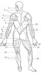 Muscles that move the arm black: Superficial Muscles Posterior Anatomy Coloring Book Muscle Anatomy Human Anatomy And Physiology