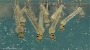We did not find results for: Jentik Atau Larva Nyamuk Youtube