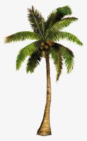 Top collection coconut tree silhouette. Coconut Tree Png Download Transparent Coconut Tree Png Images For Free Nicepng