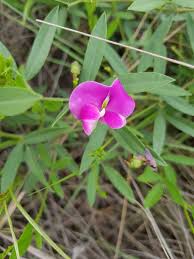 Image result for Neorautanenia ficifolia