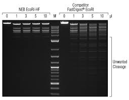 high fidelity hf restriction endonucleases neb