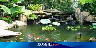 Kolam Ikan Dan Daya Pikat Batu Koral