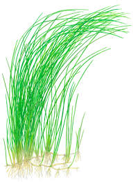 Image result for Eleocharis naumanniana