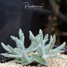 Image result for Eriospermum cecilii