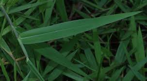 Image result for Urochloa arrecta