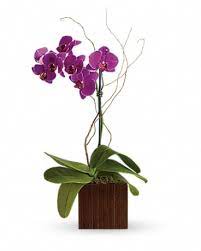 Hours may change under current circumstances Teleflora S Bamboo Elegance In Anchorage Ak Flowers By June