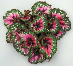 Alba (mawar putih) bunga mawar alba lebih sering dikenal sebagai mawar putih yang merupakan hasil persilangan antara rosa alba dan rosa arvensis. Onlineshop Macam Macam Bunga Photos Facebook