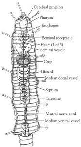 Open Versus Closed Circulatory System Dissection Of The Crayfish And Earthworm Apologia Biology Teaching Biology Biology Lessons
