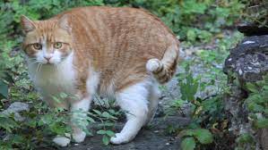 Dies wiederum ist kein wenn nicht, dann zeigen insbesondere kater durch ein markierungsverhalten drinnen, daß sie geschlechtsreif sind. Meine Katze Markiert Im Haus Zoohandlung