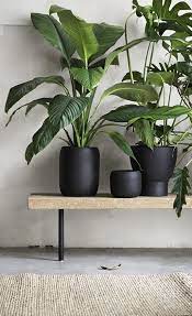 Pin By Adrian Adlawan On Dream Home Plants Interior Plants Indoor Plants