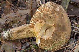 Image result for Boletus variipes
