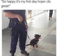 Good Luck Sweetie Positive Meme Funny Humour Lol Comedy Hillarious Happy Komik Hayvanlar Cok Sirin Hayvanlar Sevimli Kopek Yavrulari