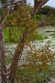 Image result for Agelanthus myrsinifolius