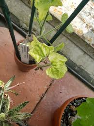 Image result for Corallocarpus welwitschii